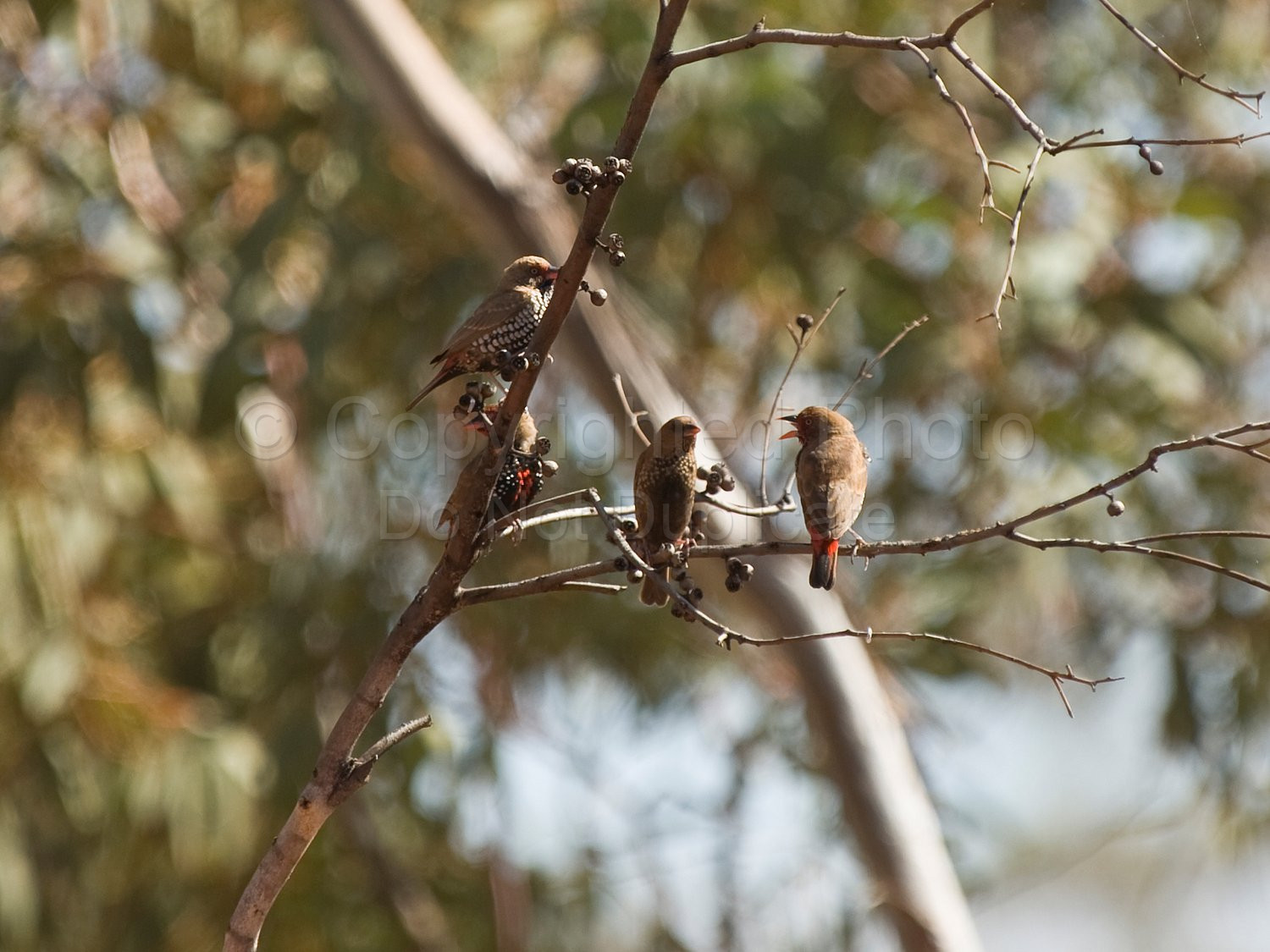 Zebra Finches
