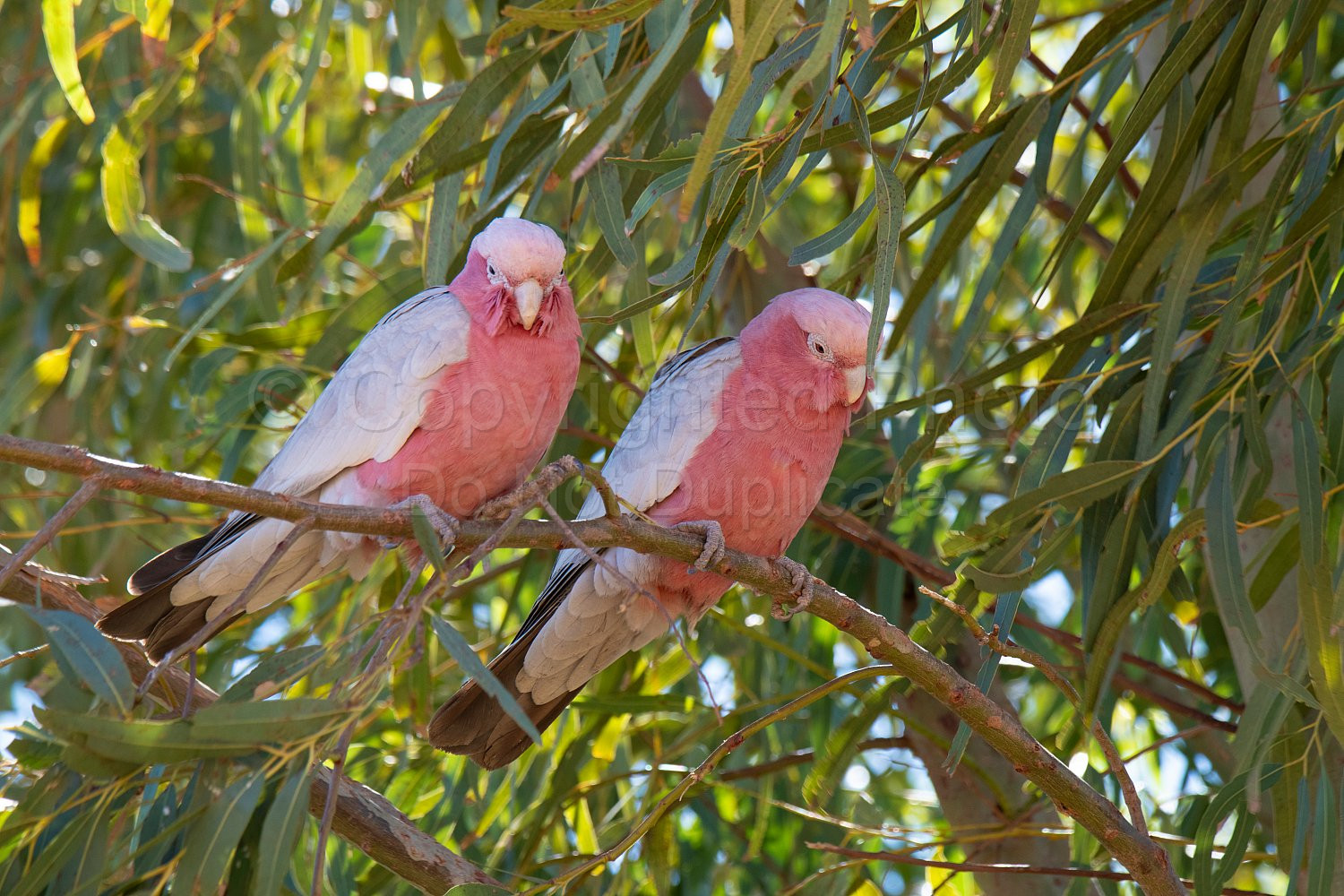 Pink and Grey Galahs on Pardoo Station
