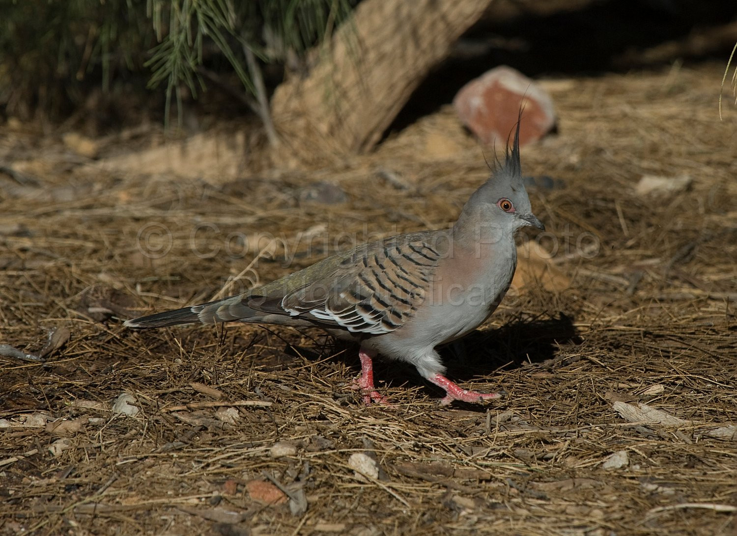 Pidgeon