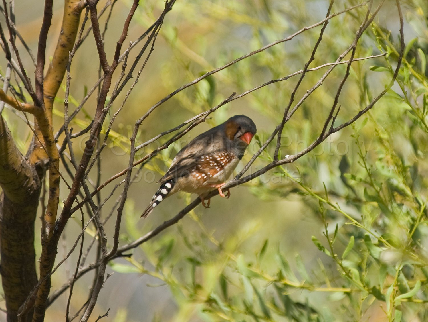 Zebra Finches