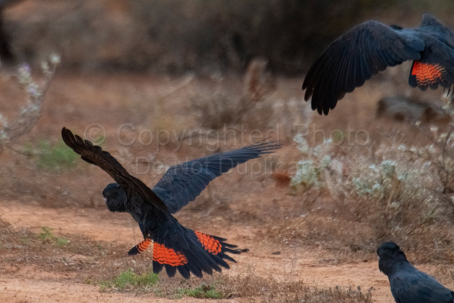 Black Cockatoos on Melangata Station