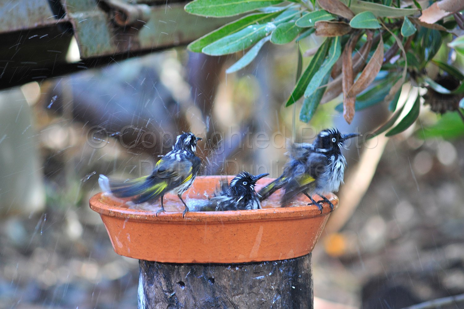 Honey Eaters