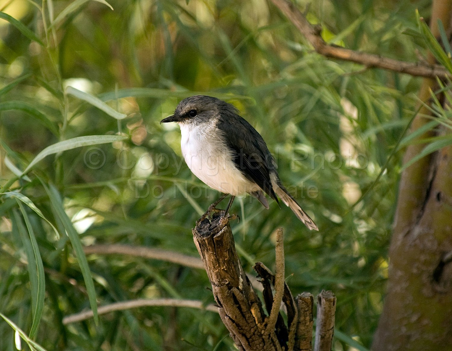 White breasted robin
