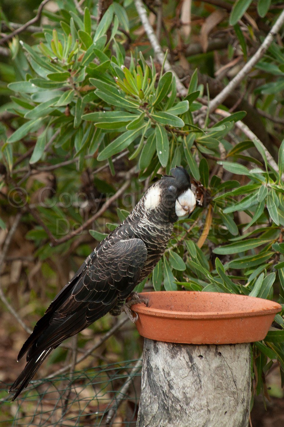 baudins cockatoo