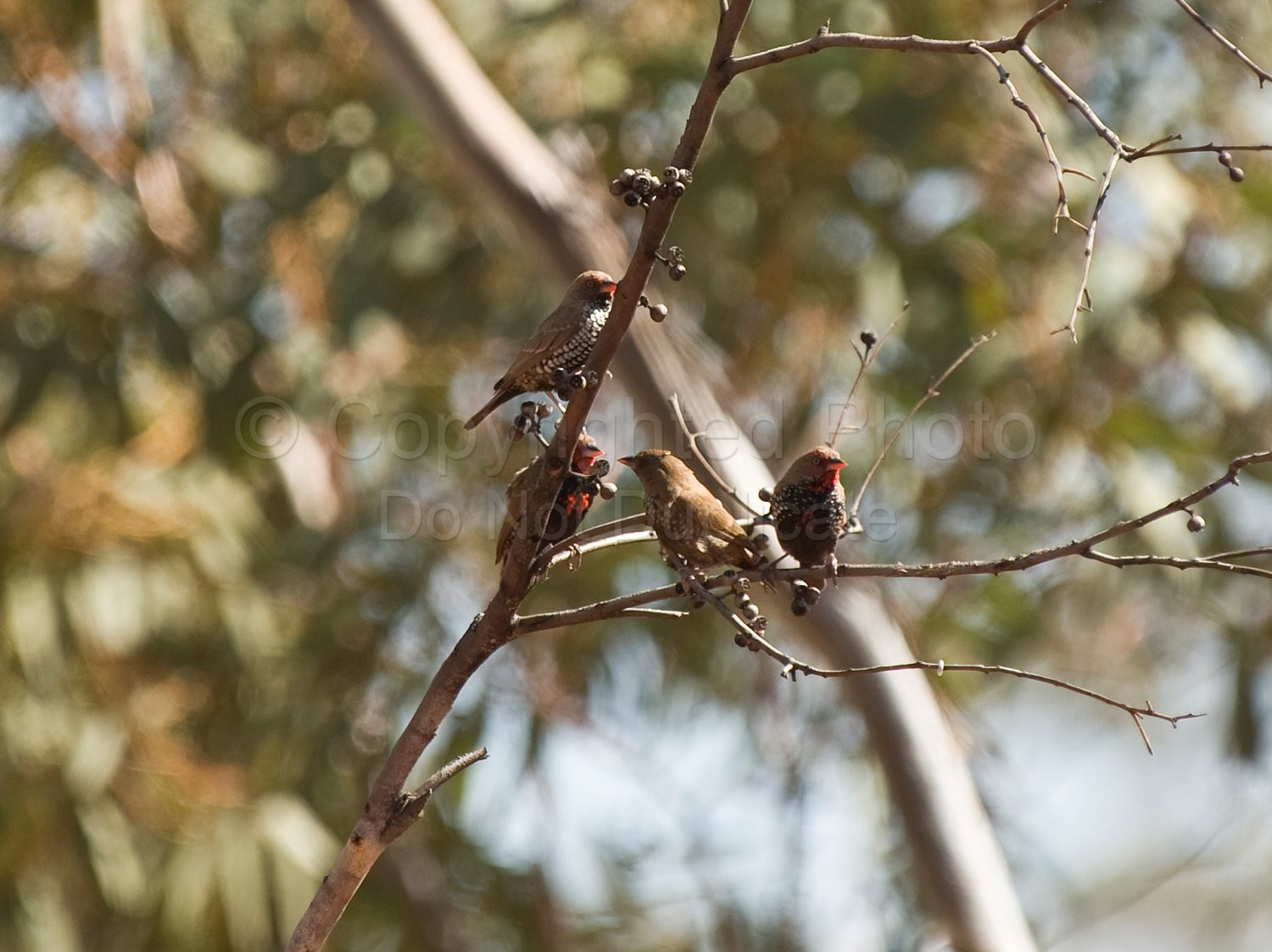 Zebra Finches