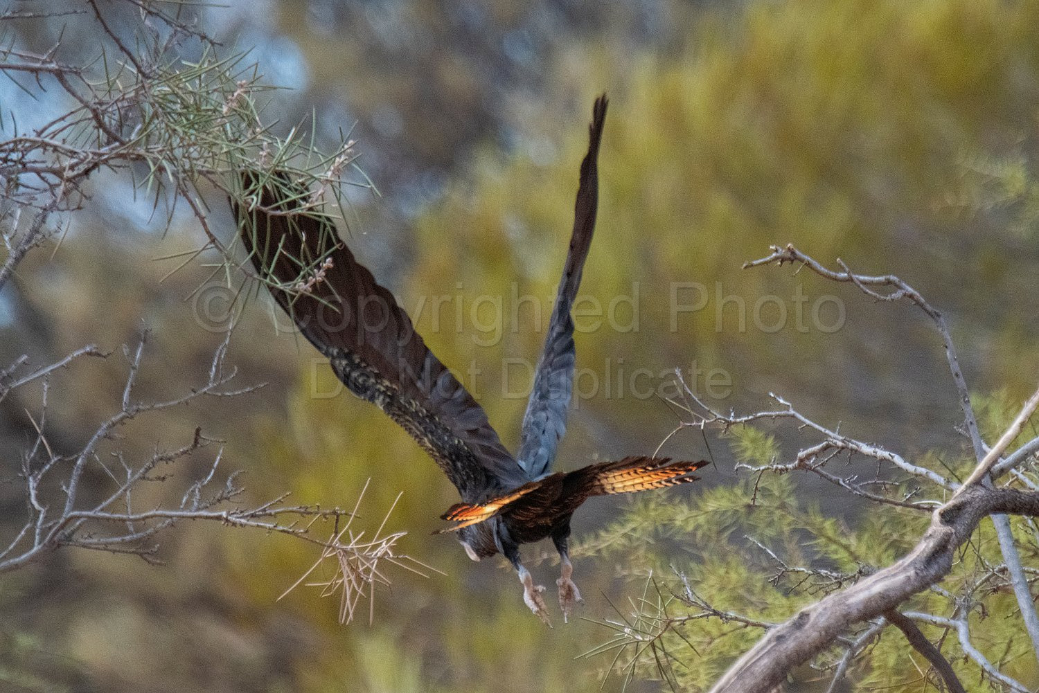 Black Cockatoos on Melangata Station
