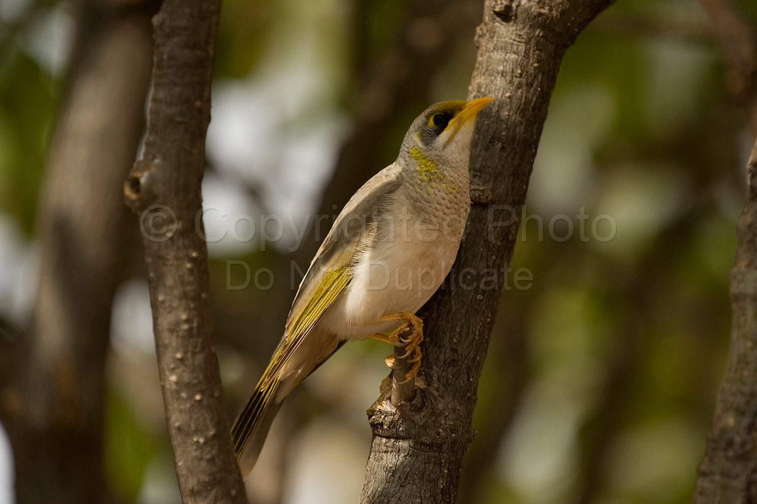 Noisy Miner