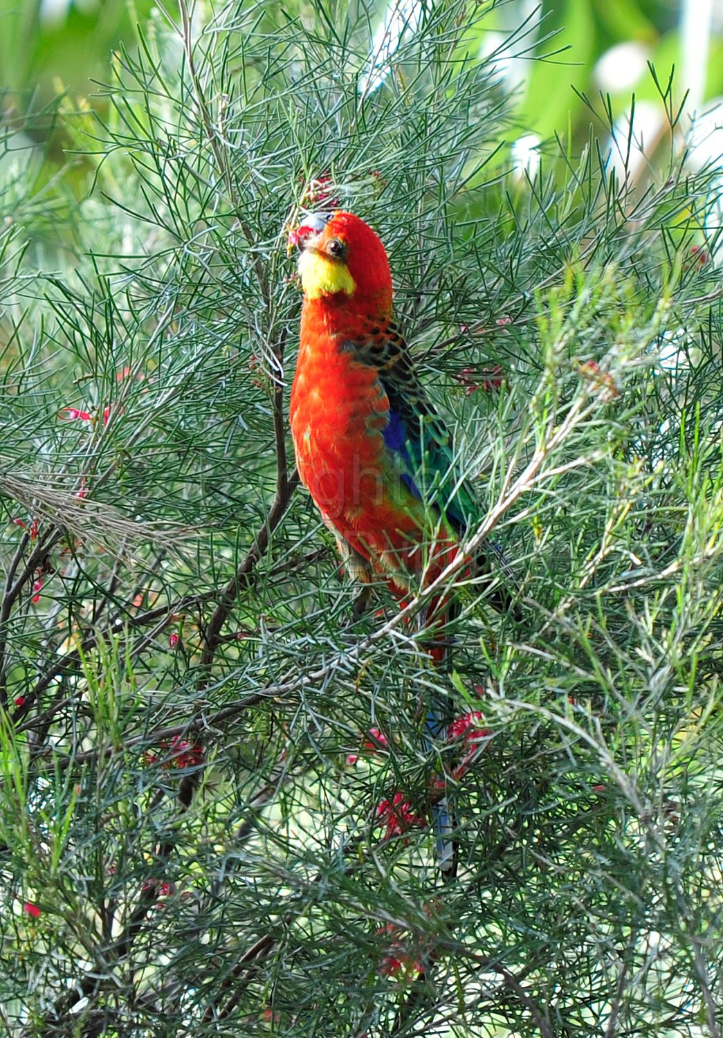 Western Rosella