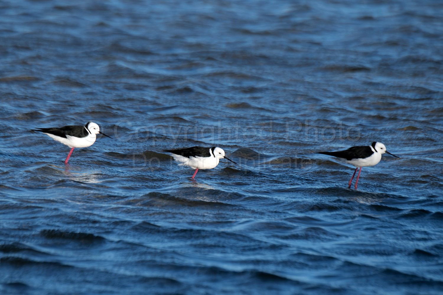Black Winged Stilts