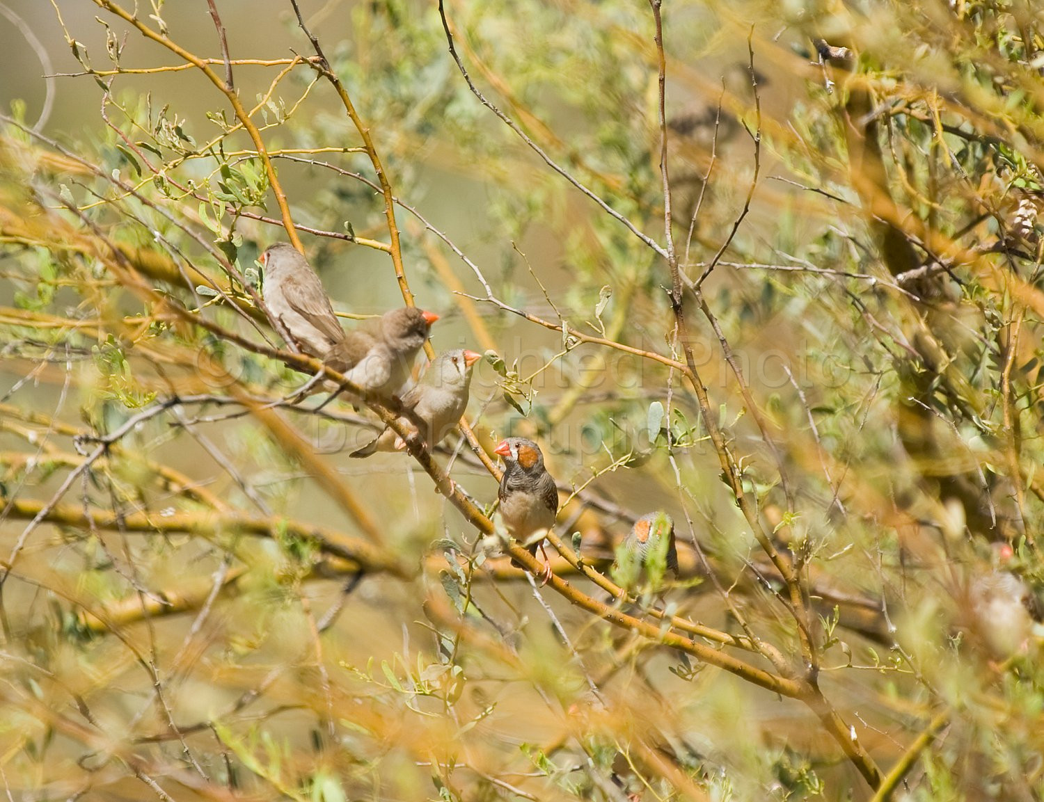 Zebra Finches