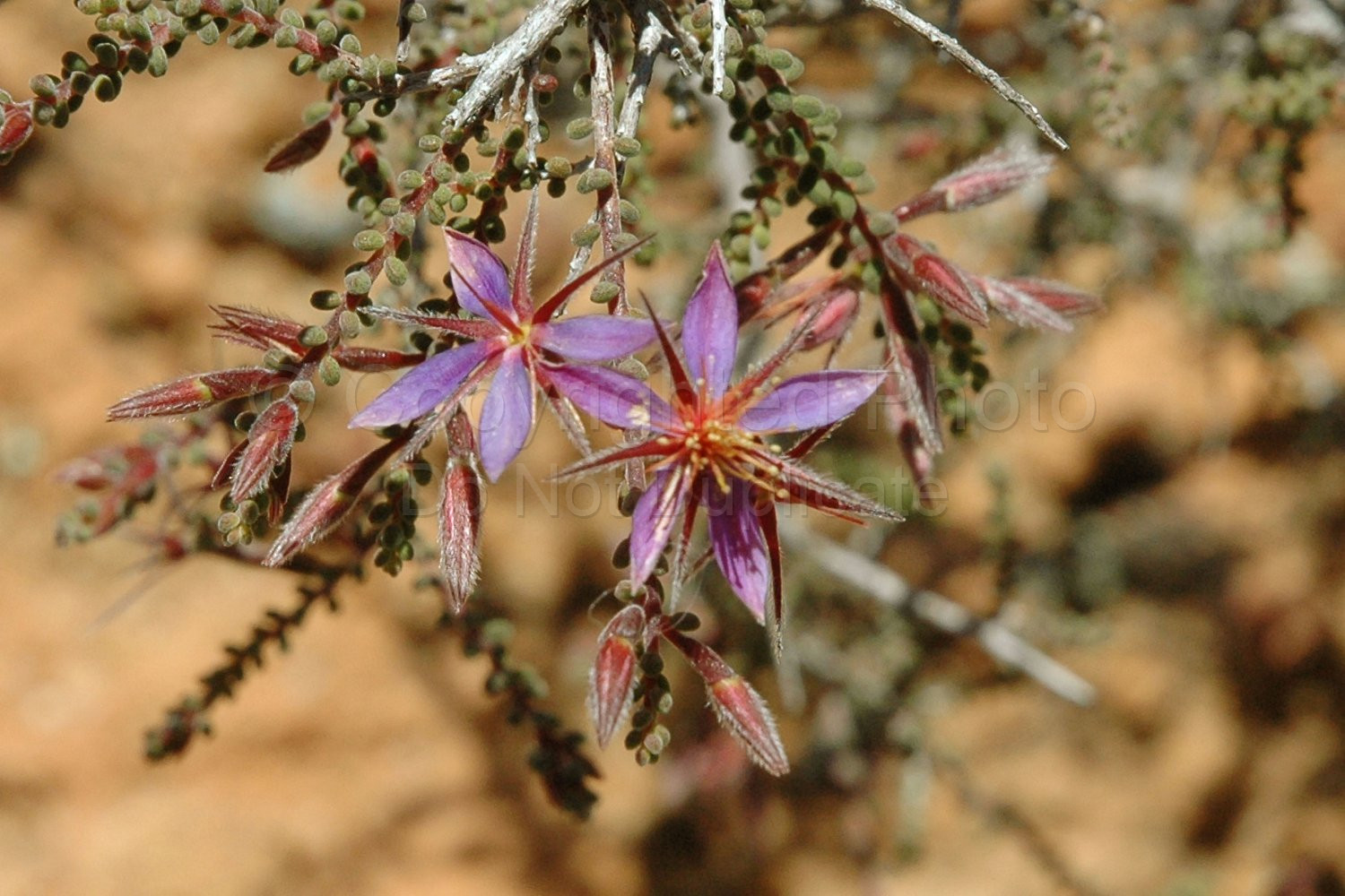 Australian Flora