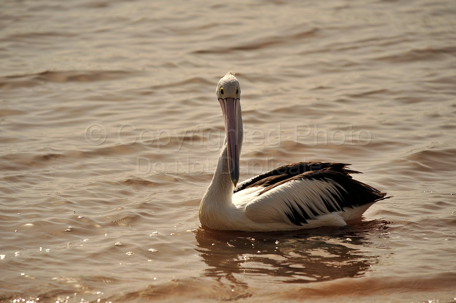 Pelican