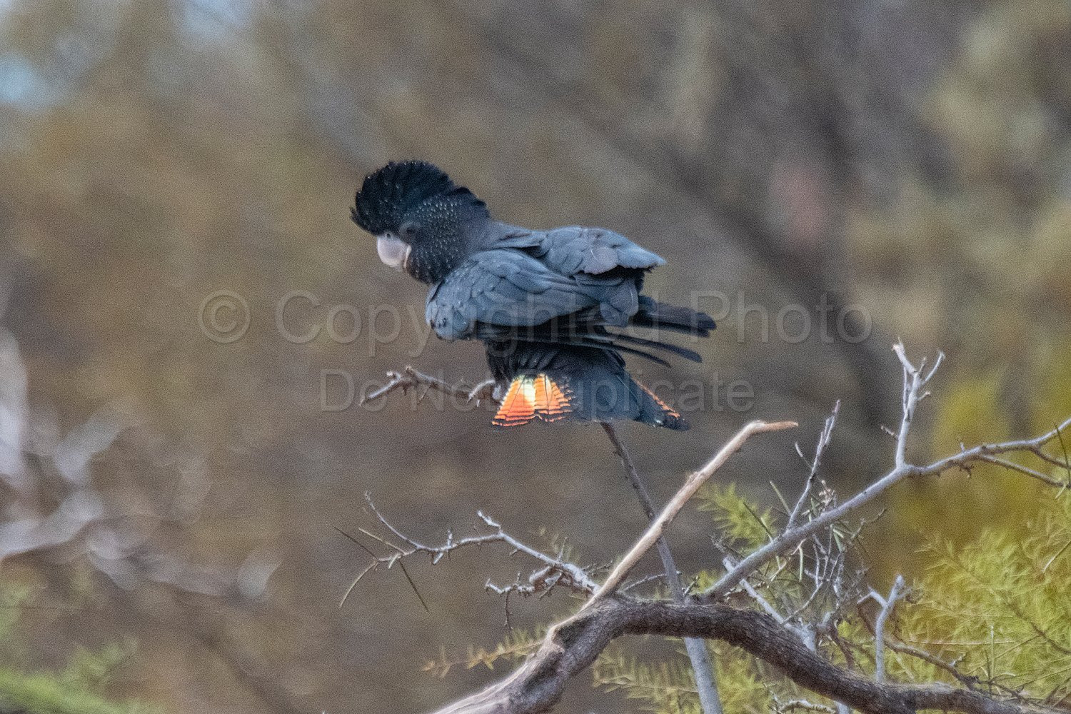 Black Cockatoos on Melangata Station