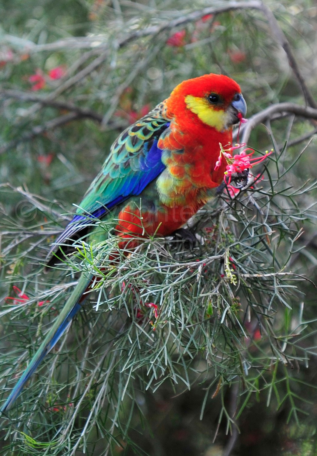 Western Rosella