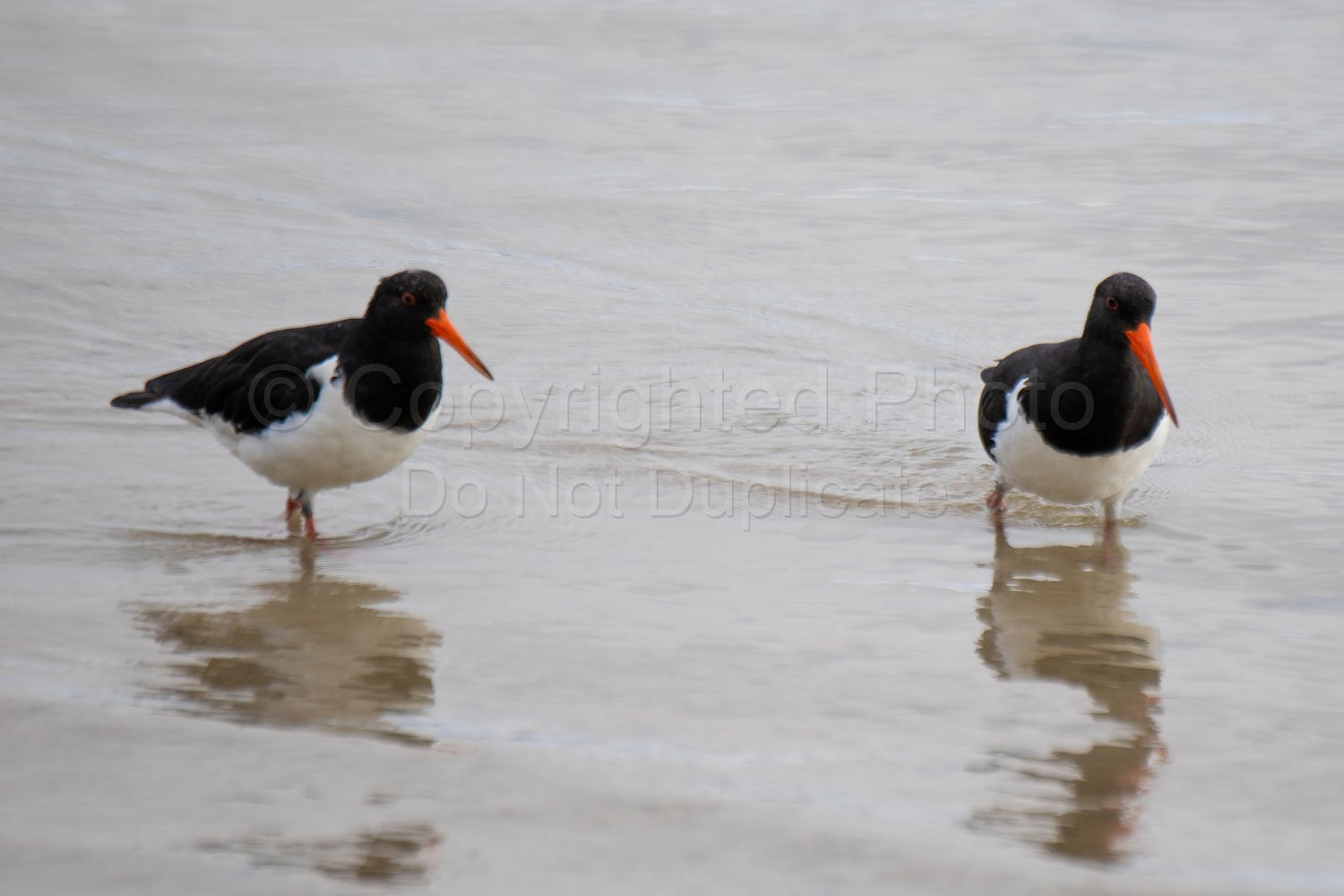 Oyster Catcher Flinders Bay, Augusta, Western Australia