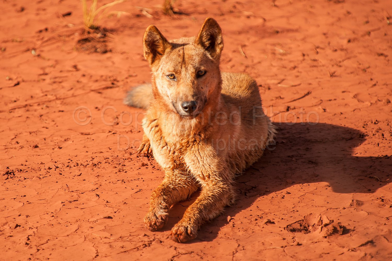 Pilbara dingo