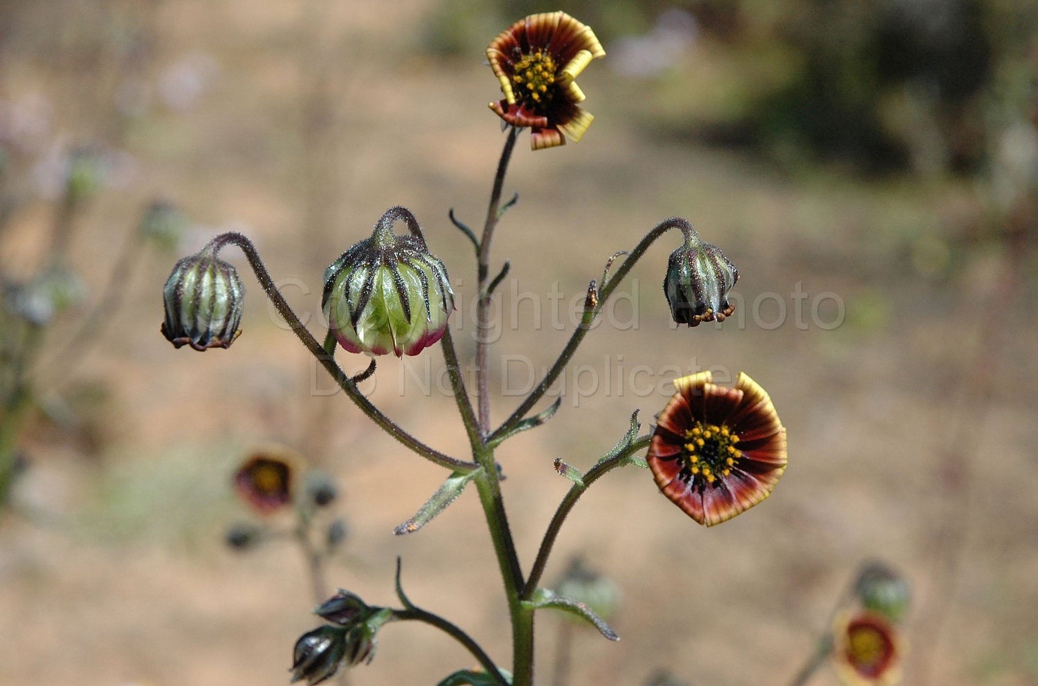 Australian Flora
