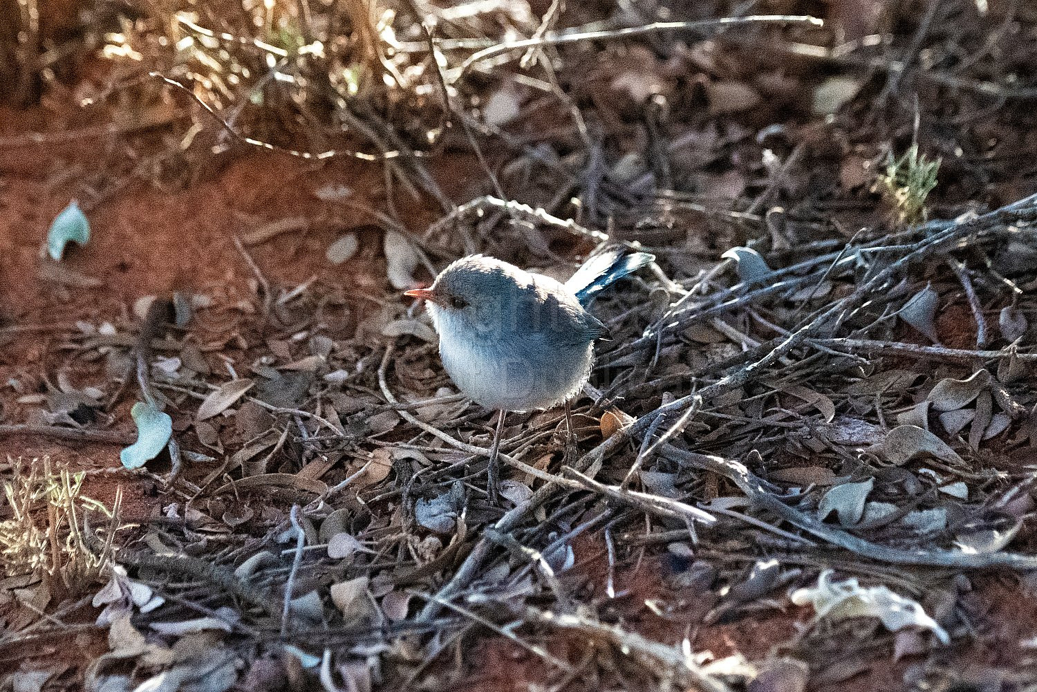 Blue Wrens on Nallan Station