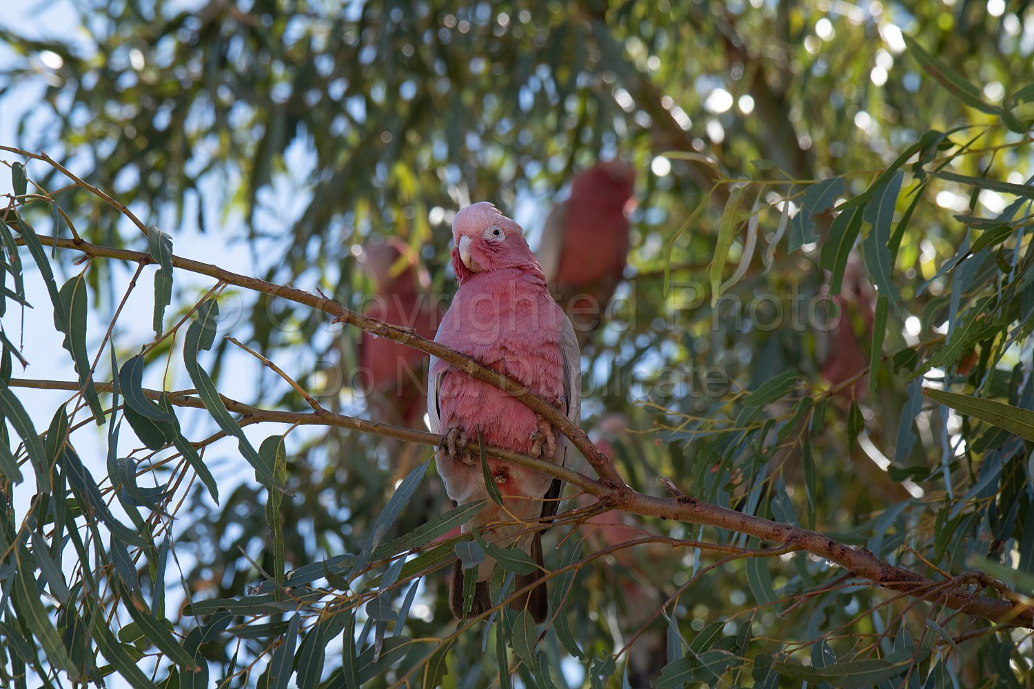 Pink and Grey Galahs on Pardoo Station