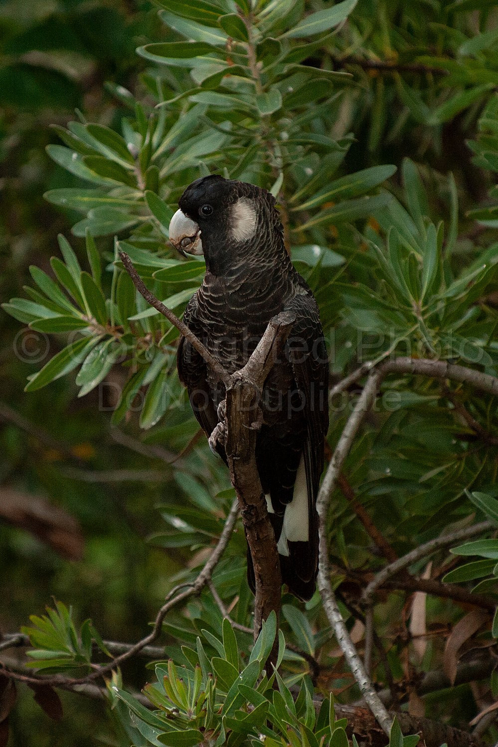 baudins cockatoo