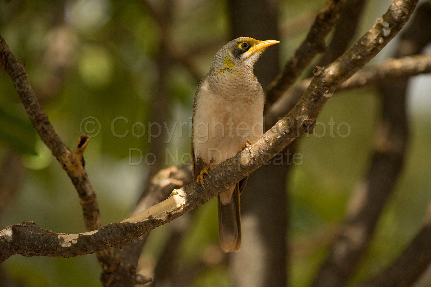 Noisy Miner