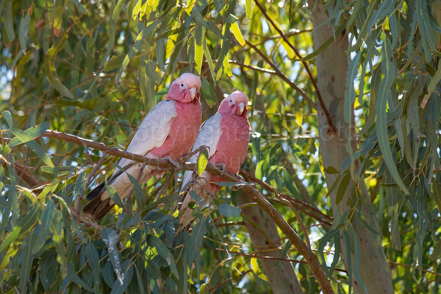 Pink and Grey Galahs on Pardoo Station