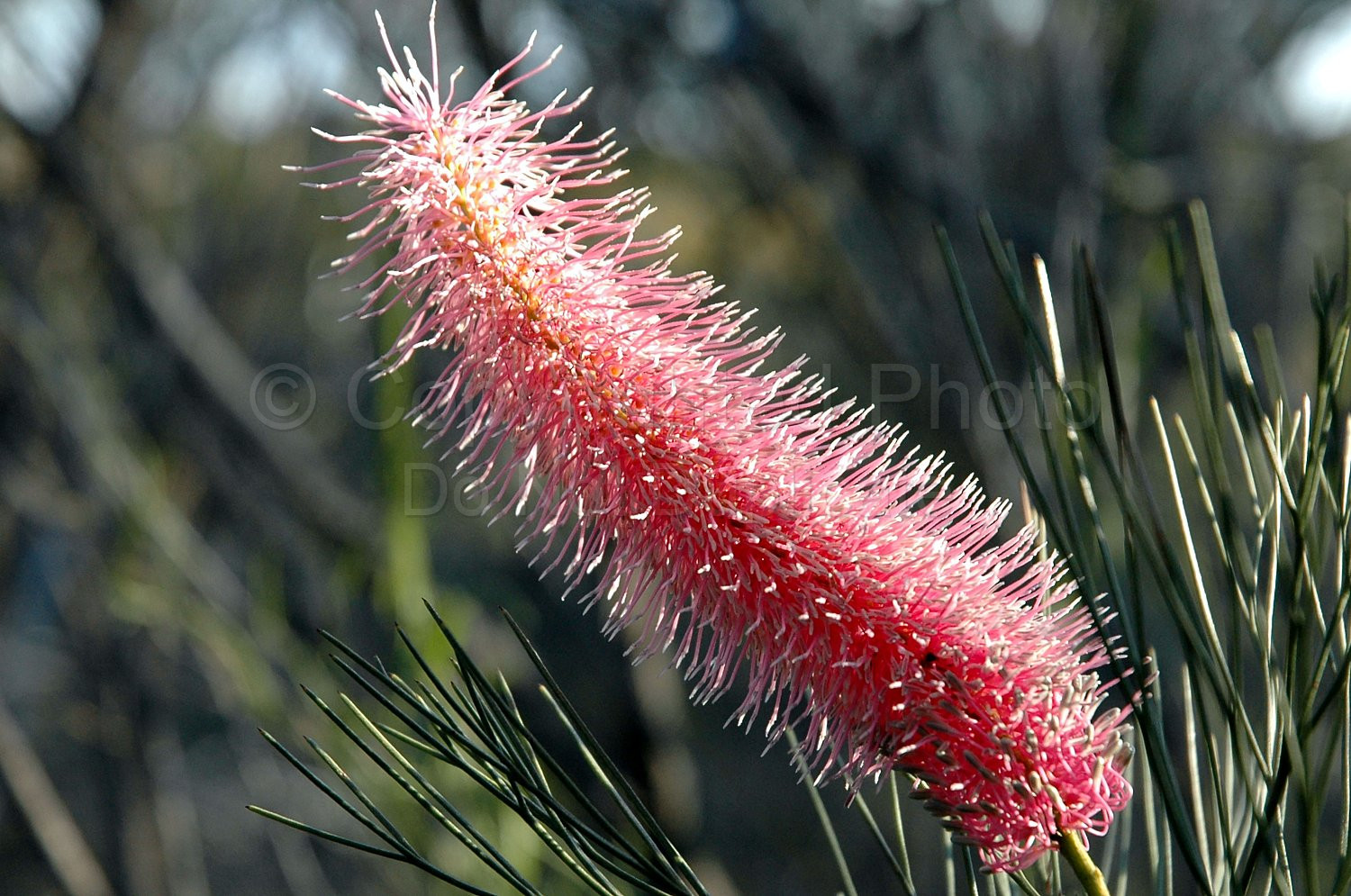 Australian Flora