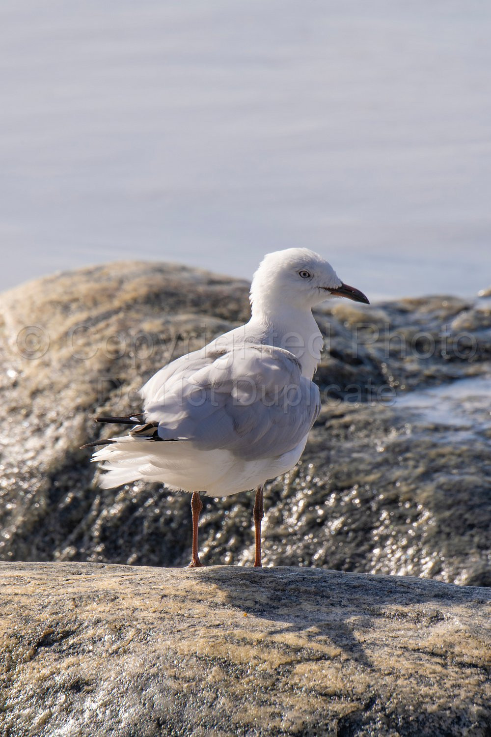 Silver Gull Flinders Bay, Augusta, Western Australia
