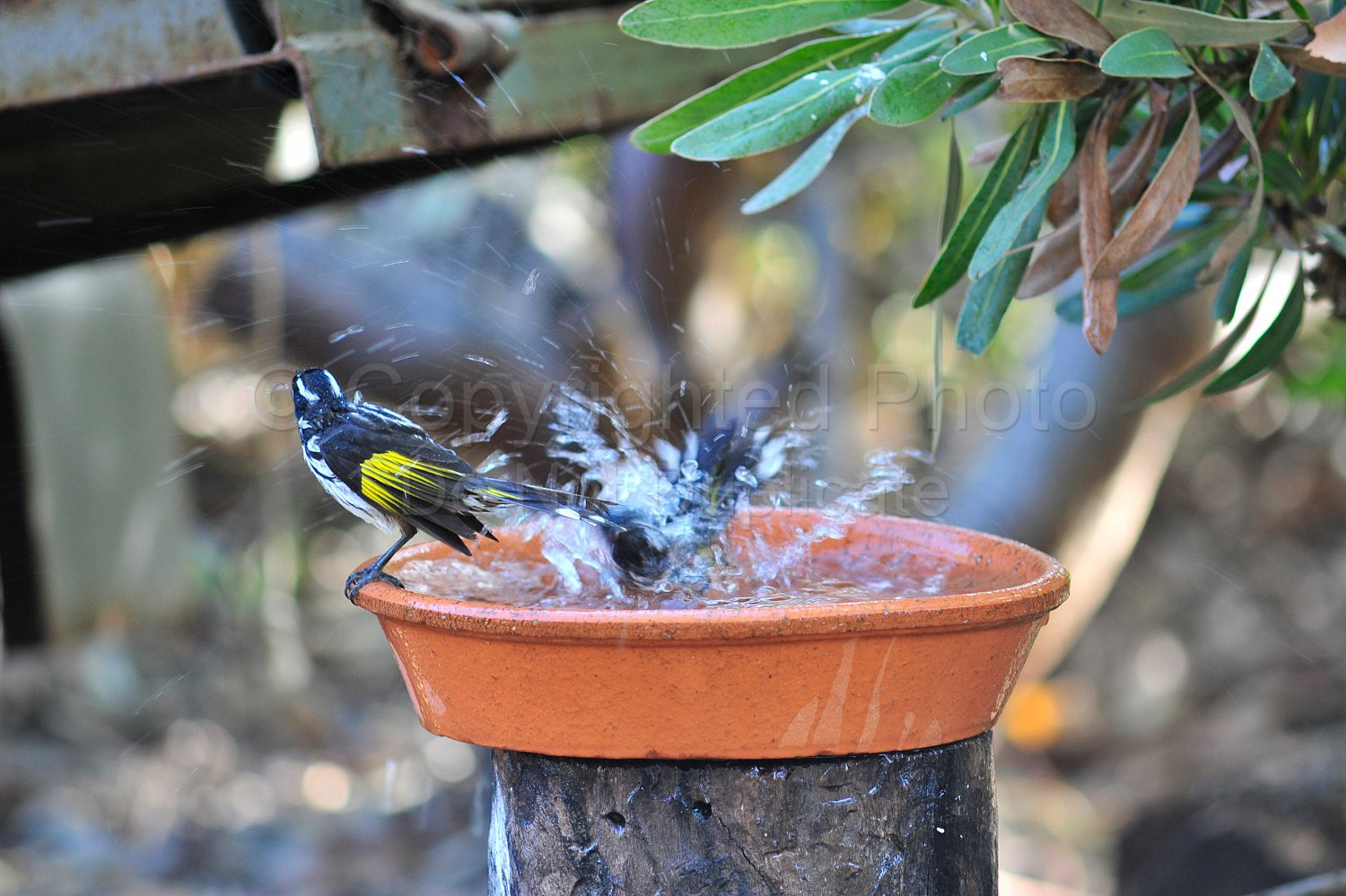 Honey Eater