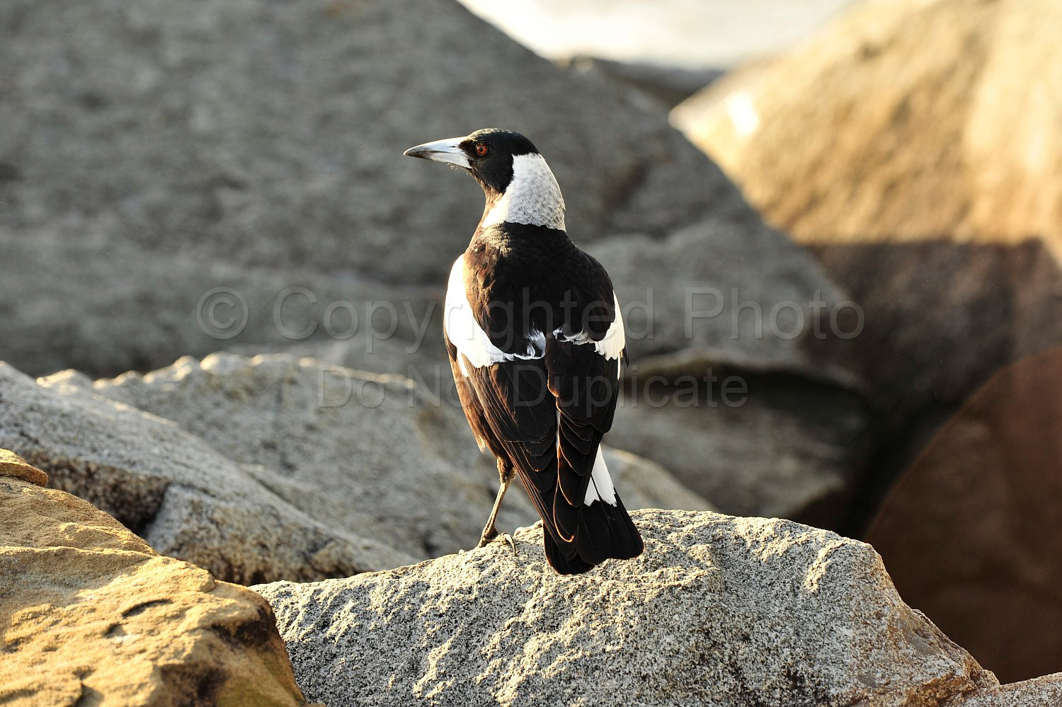 Magpie