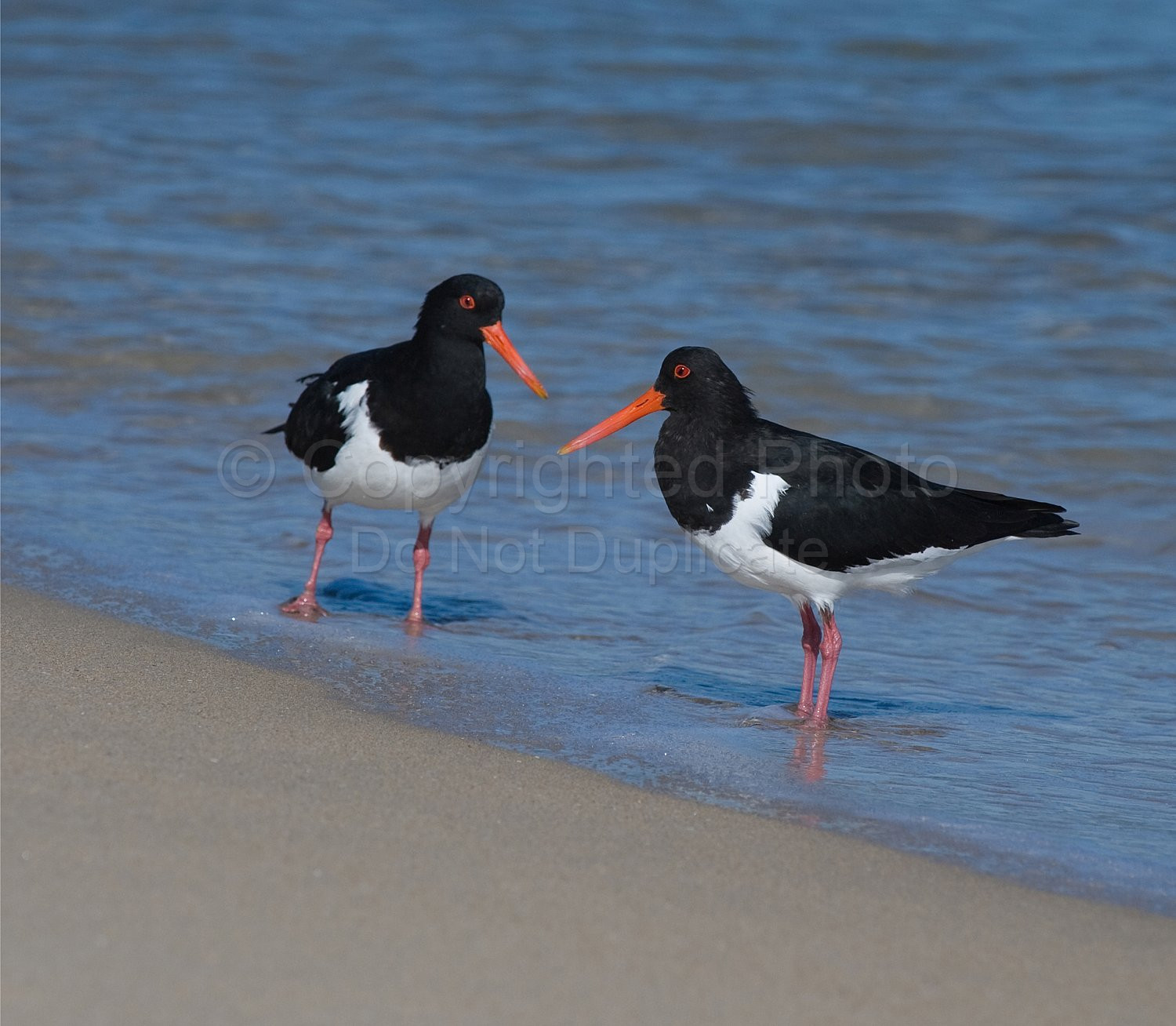 Pied Oyster Catcher