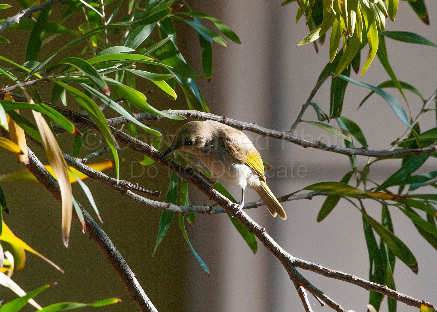 Western silvereye