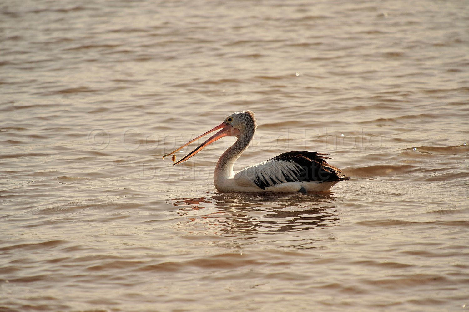 Pelican