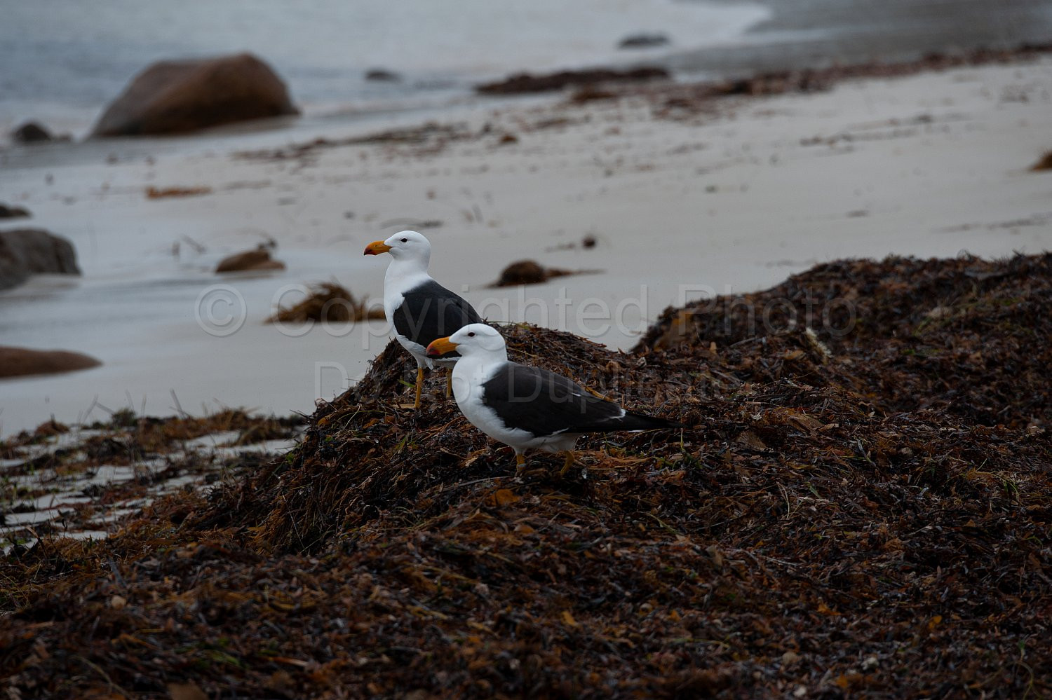 Pacific gulls