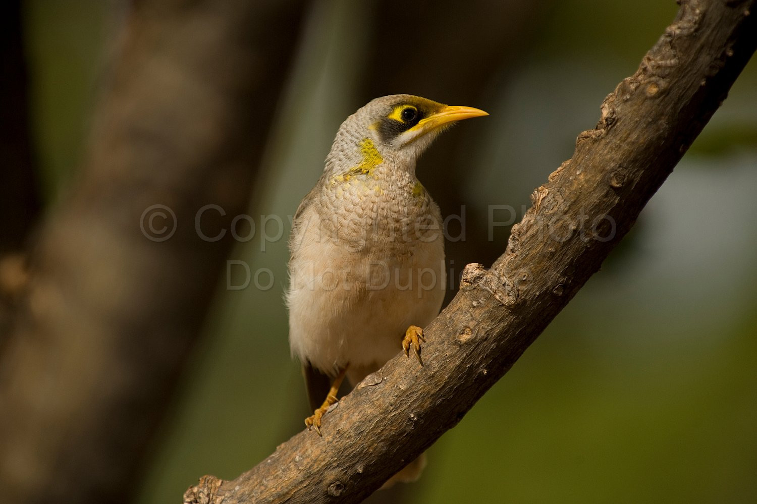 Noisy Miner