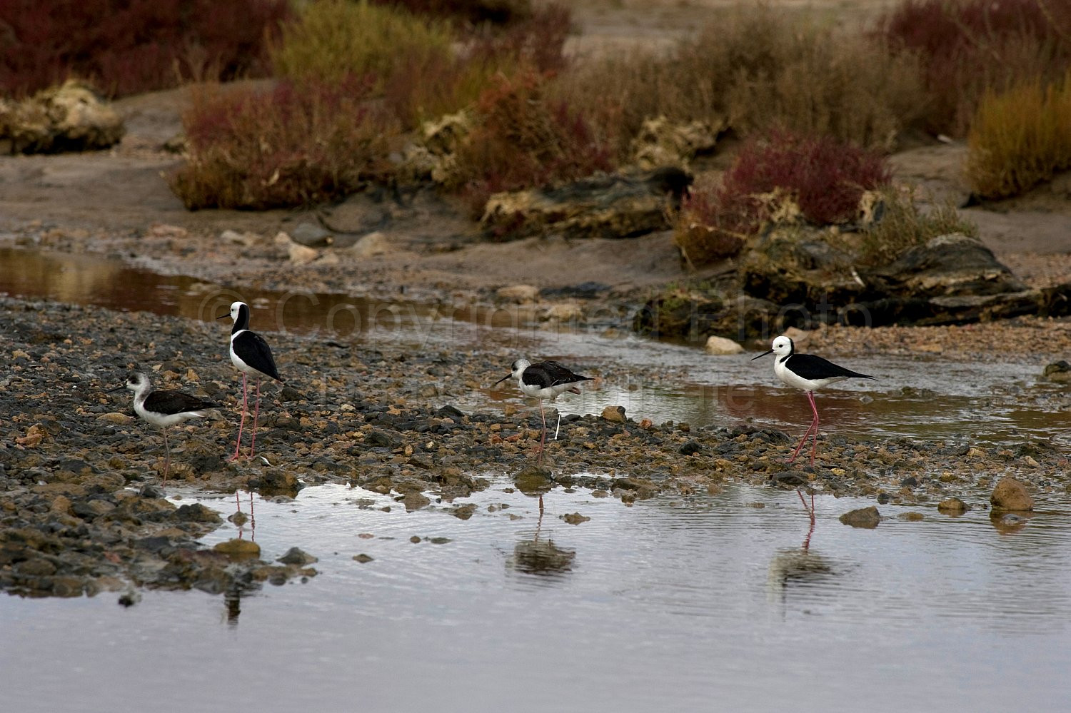 Black-winged stilt