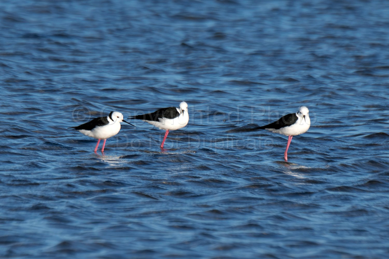 Black Winged Stilts