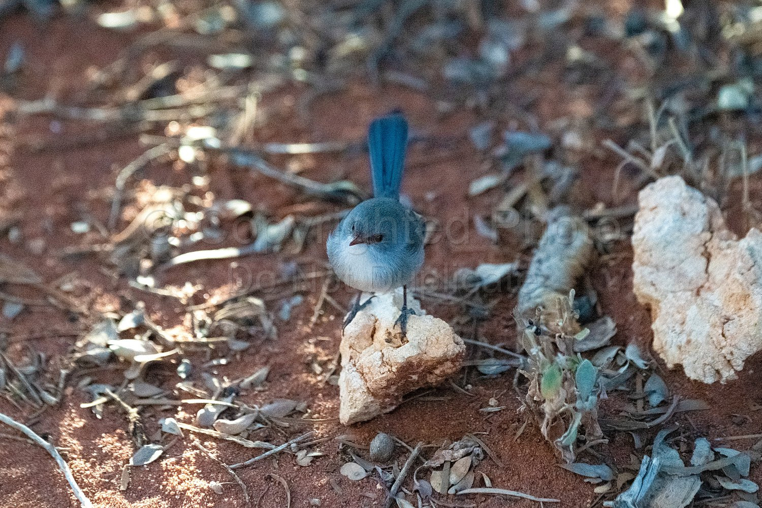 Blue Wrens on Nallan Station