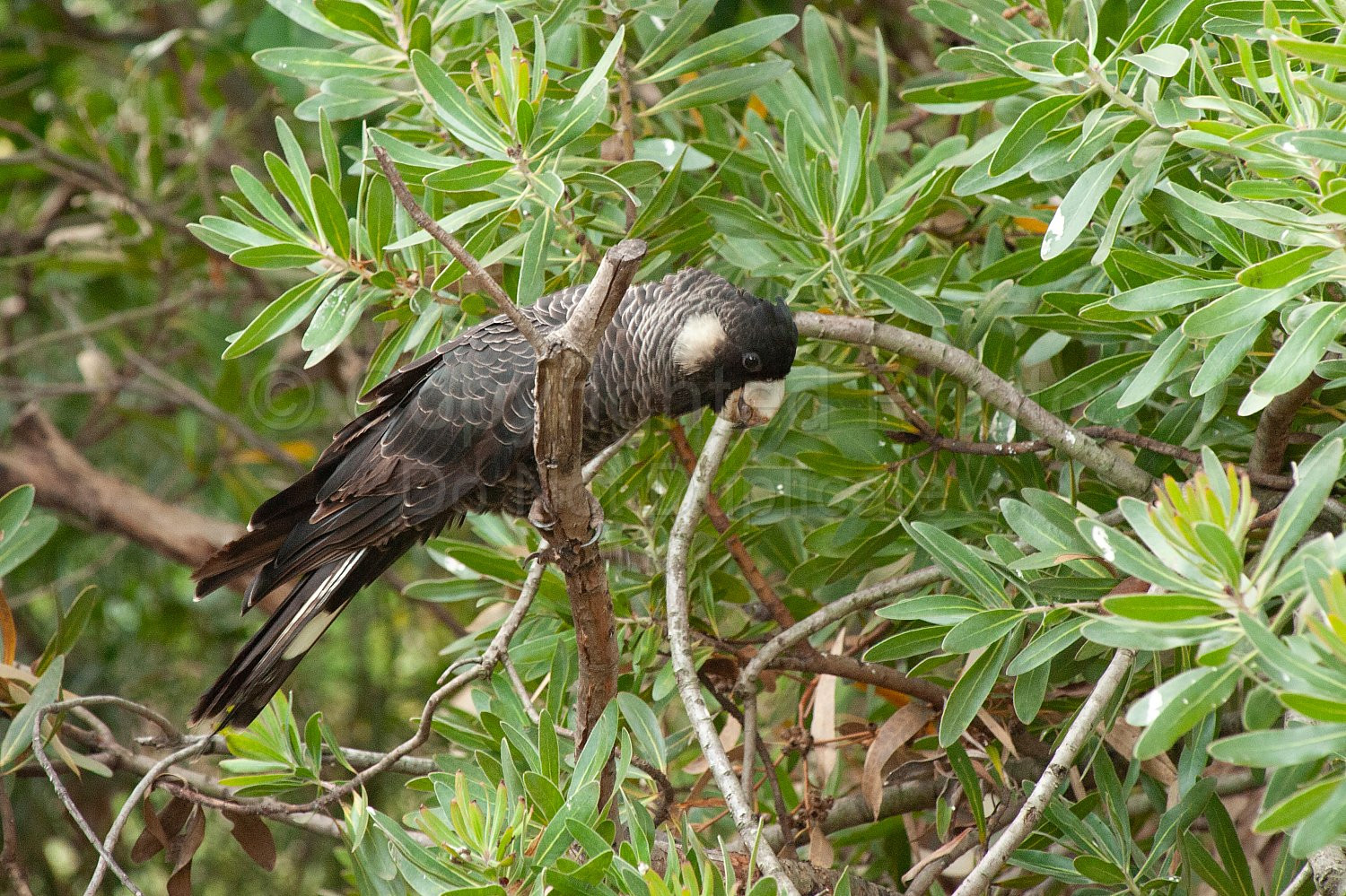 baudins cockatoo