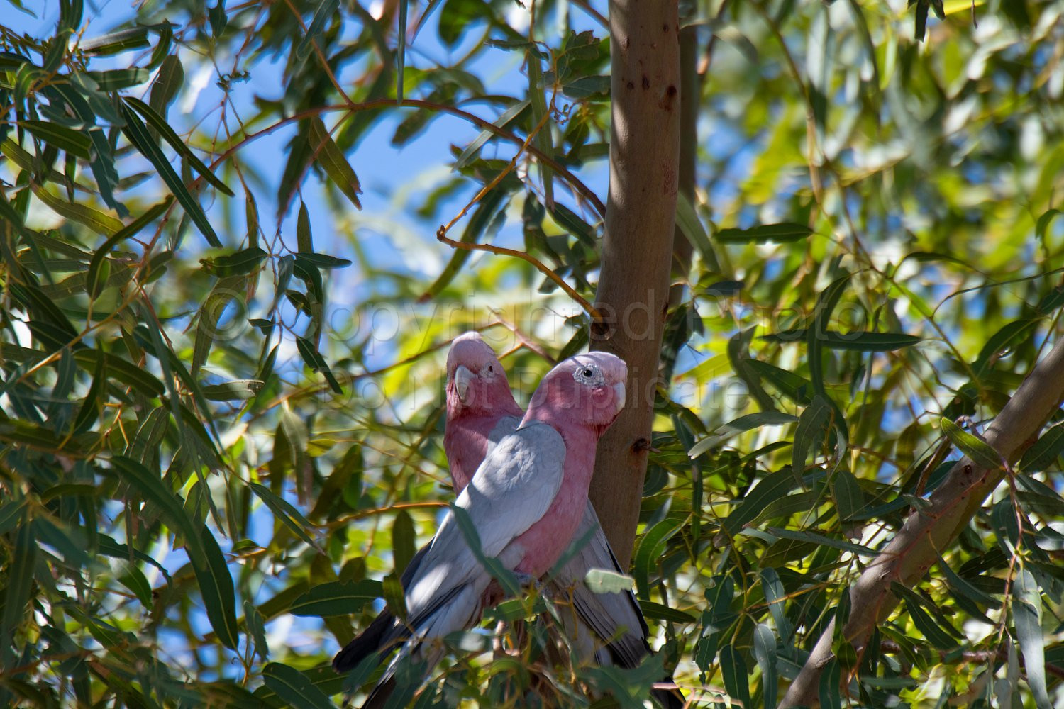 Pink and Grey Galahs on Pardoo Station