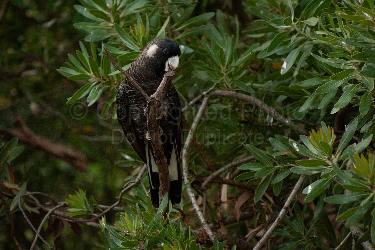 baudins cockatoo