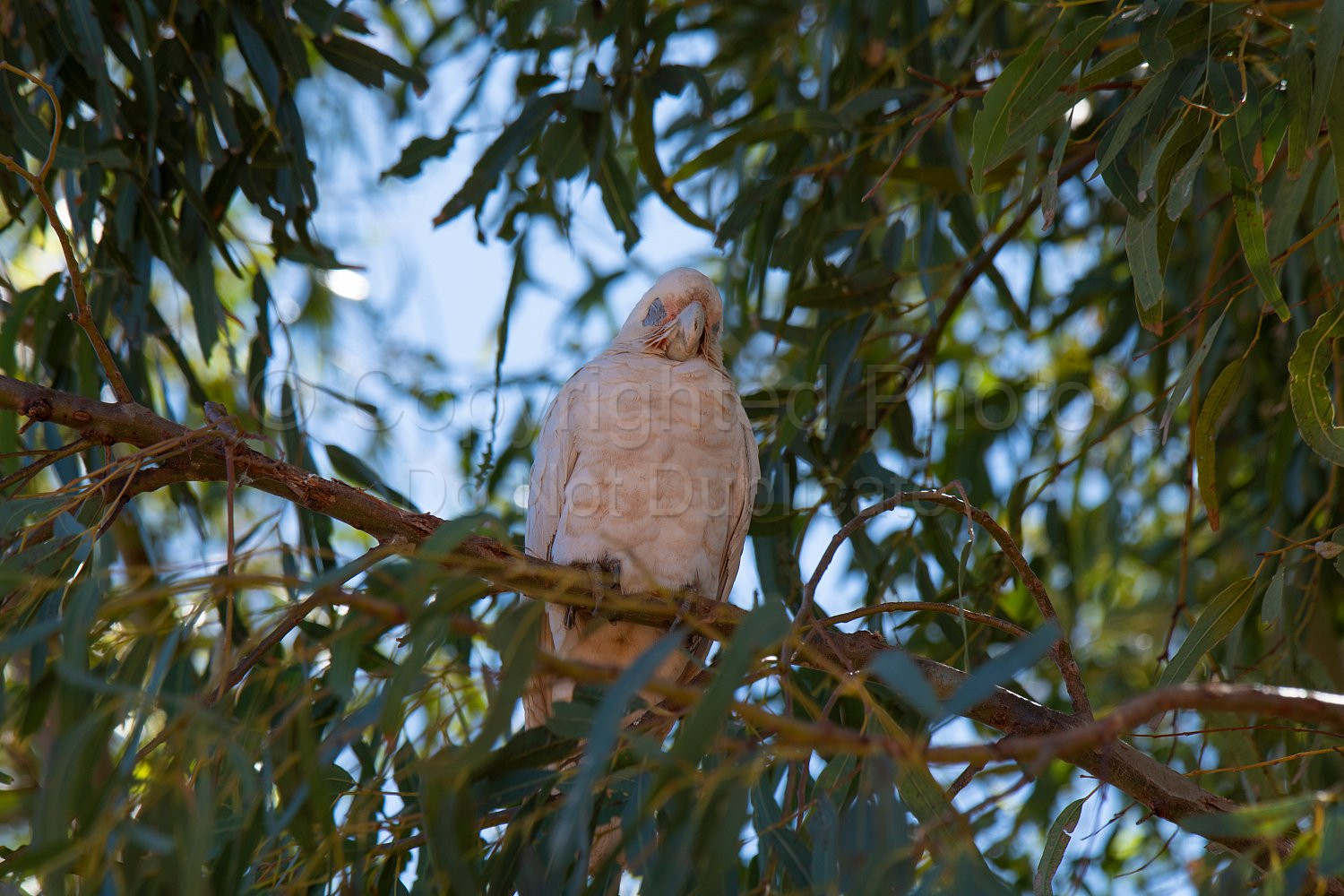Corellas in the Pilbara