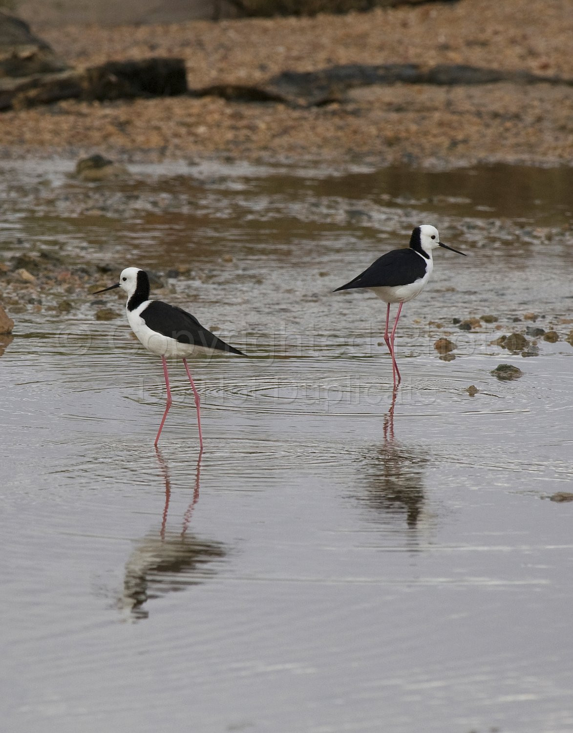 Black-winged stilt