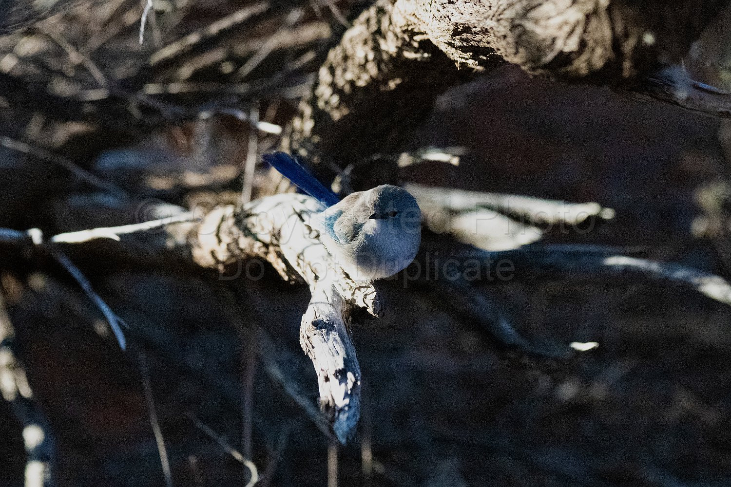 Blue Wrens on Nallan Station