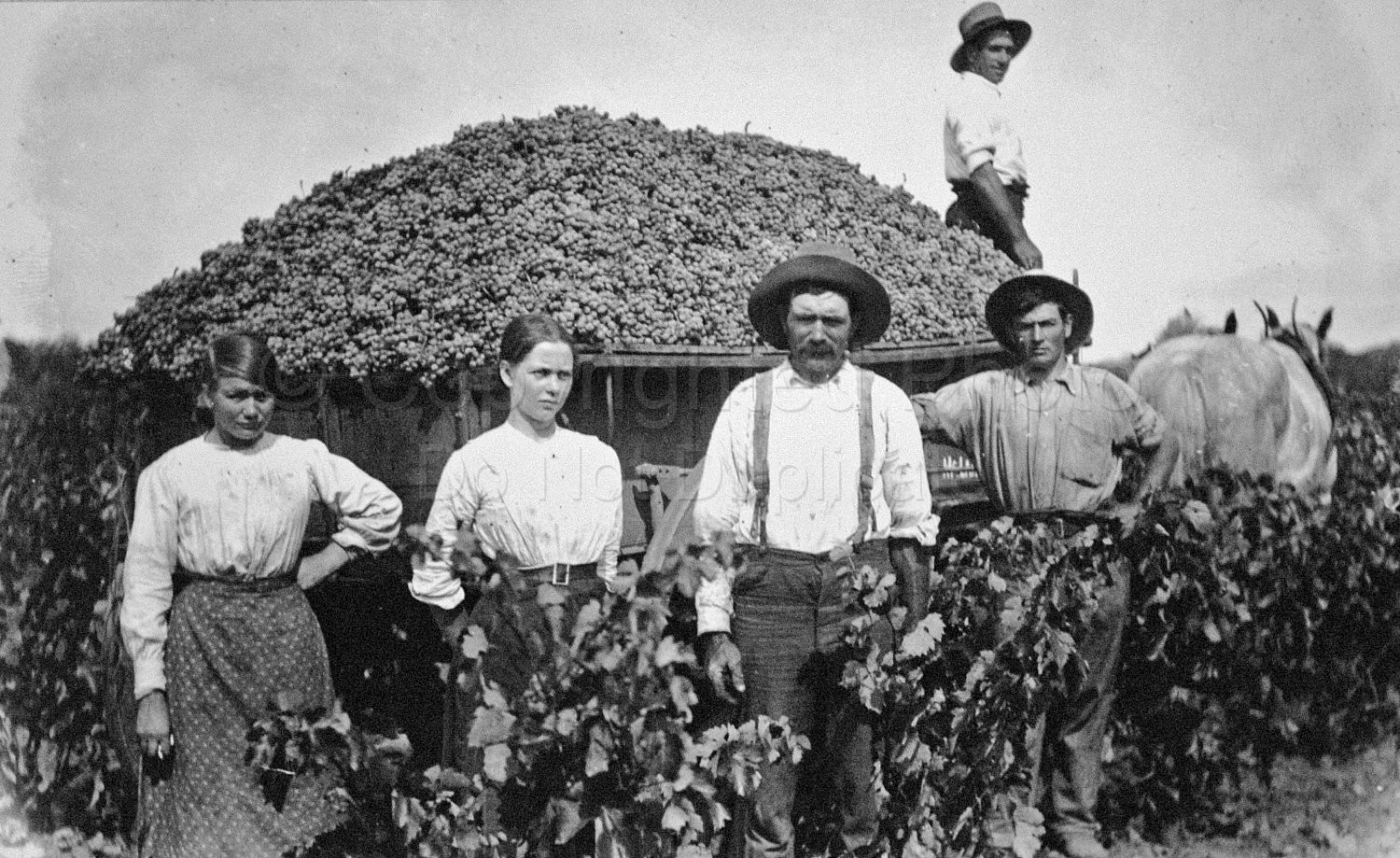 Grape Pickers South Australia