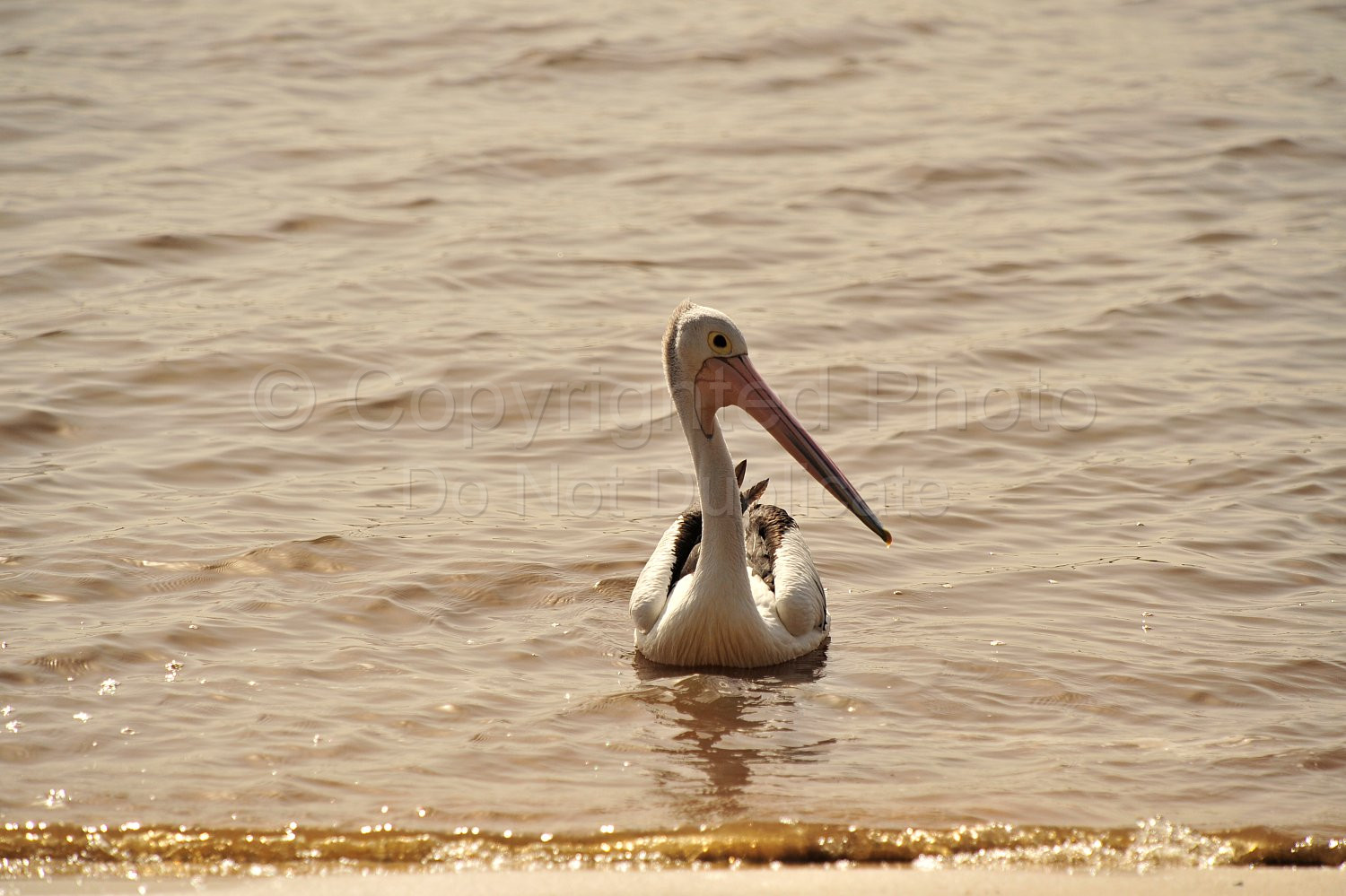 Pelican
