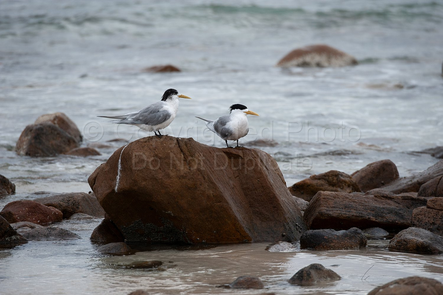 Great crested terns