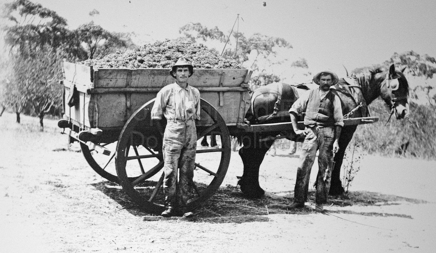 Grape Pickers South Australia