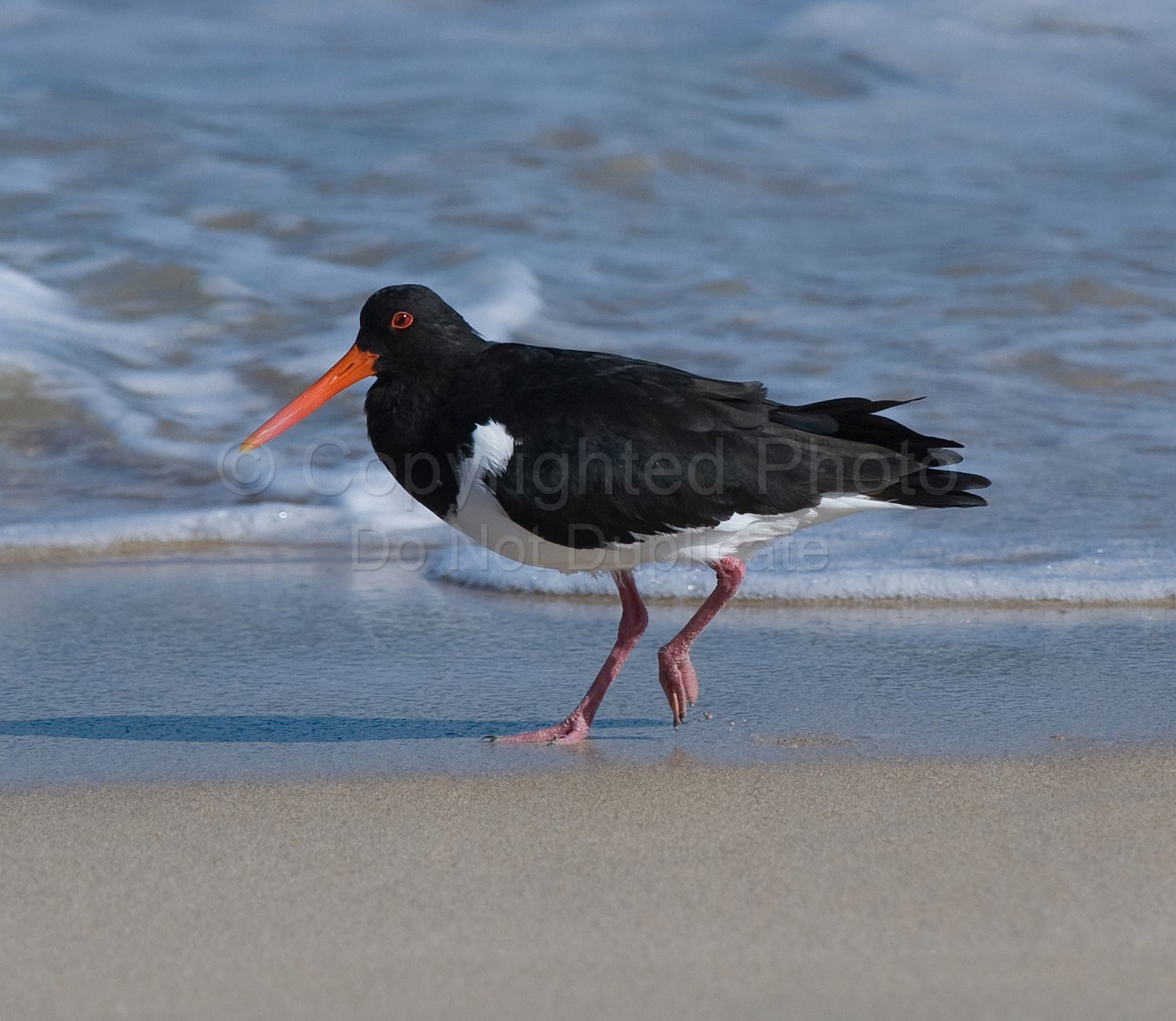Pied Oyster Catcher