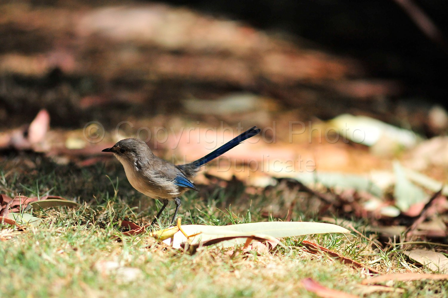 Blue Wren